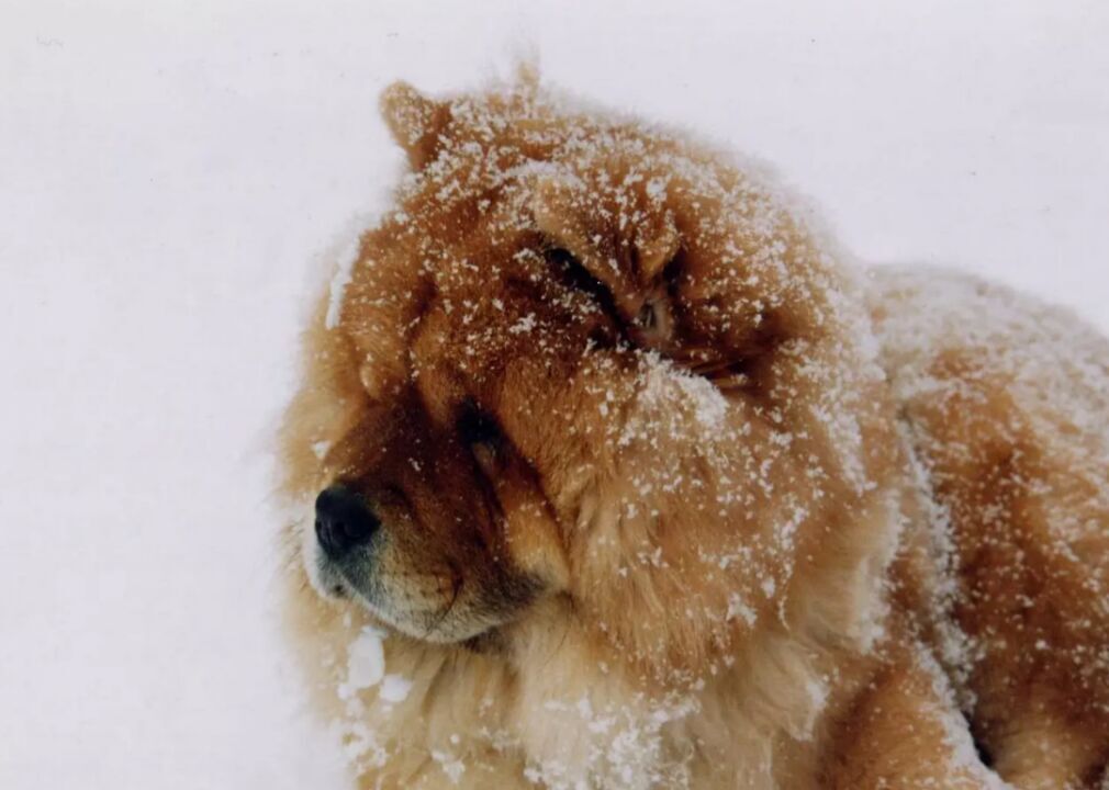#84. Chow Chow